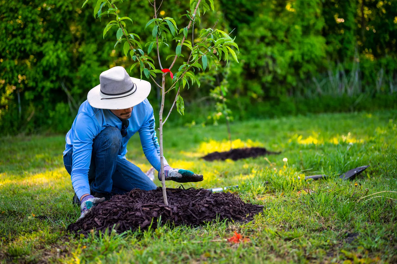 A landscaper planting a young tree